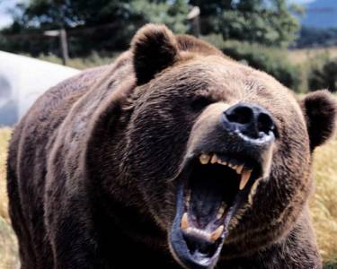 BACĂU: Atacul ursului, ZCH NEWS - sursa ta de informații