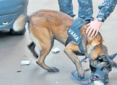 SUCEAVA: Câine poliţist cu „miros” la ţigări de contrabandă, ZCH NEWS - sursa ta de informații