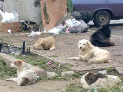 Poate nu știați: ”S-a redus numărul câinilor comunitari la Piatra Neamț”, ZCH NEWS - sursa ta de informații