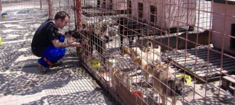 BACĂU: Soluţie pentru câinii fără stăpân, ZCH NEWS - sursa ta de informații