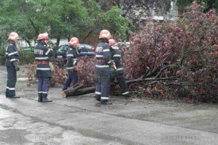 Copac căzut peste un magazin dintre blocuri, ZCH NEWS - sursa ta de informații