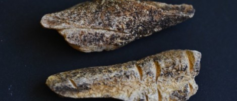 Descoperire extraordinară în Neamț: două oase gravate, vechi de 20.000 – 24.000 de ani, ZCH NEWS - sursa ta de informații