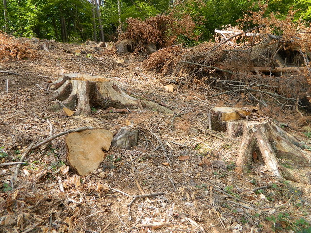 Un angajat al ocolului silvic a furat pădure de 30.000 de lei