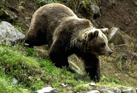Turiştii de la Ceahlău, speriaţi de urşi, ZCH NEWS - sursa ta de informații