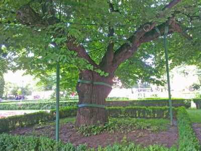 Teiul lui Eminescu împlineşte 460 de ani! Arborele e în pericol, din cauza dezinteresului autorităţilor!, ZCH NEWS - sursa ta de informații