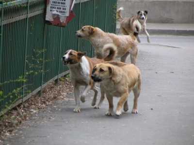 Bicaz: Câinii fără stăpân ”așteaptă” finalizarea investițiilor la Salubritas Piatra Neamț, ZCH NEWS - sursa ta de informații