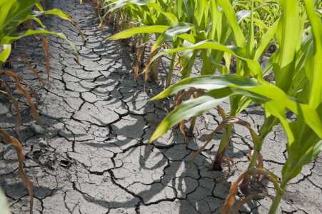 Agricultorii păgubiţi de fenomenele meteo pot beneficia de reducerea impozitului pe venit, ZCH NEWS - sursa ta de informații