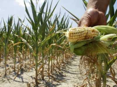 APIA: Agricultorii păgubiţi de secetă pot solicita compensaţii până pe 30 noiembrie!, ZCH NEWS - sursa ta de informații