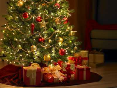 Cât vor costa brazii de Crăciun la Romsilva? Număr redus la jumătate!, ZCH NEWS - sursa ta de informații