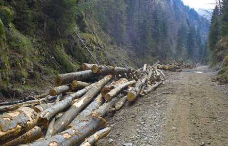Record sinistru: a tăiat 55 de copaci în 5 zile, ZCH NEWS - sursa ta de informații