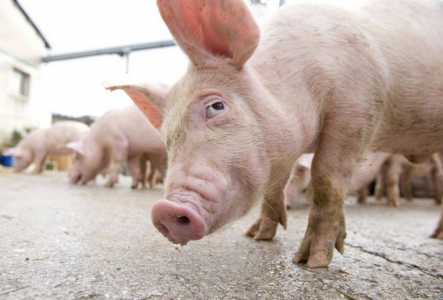 UE şi porcii: regulamente de depozitare a cărnii DOCUMENTE PDF, ZCH NEWS - sursa ta de informații