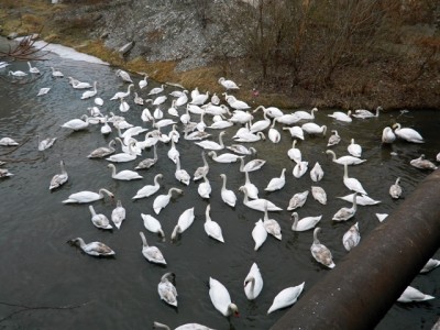 DSV Neamț. Restricții și reguli în zona focarului de gripă aviară cu 28 lebede moarte, ZCH NEWS - sursa ta de informații