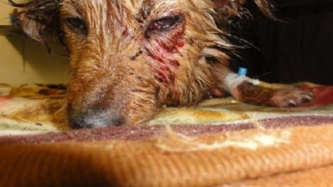 Riscă închisoarea pentru că a bătut un câine!, ZCH NEWS - sursa ta de informații