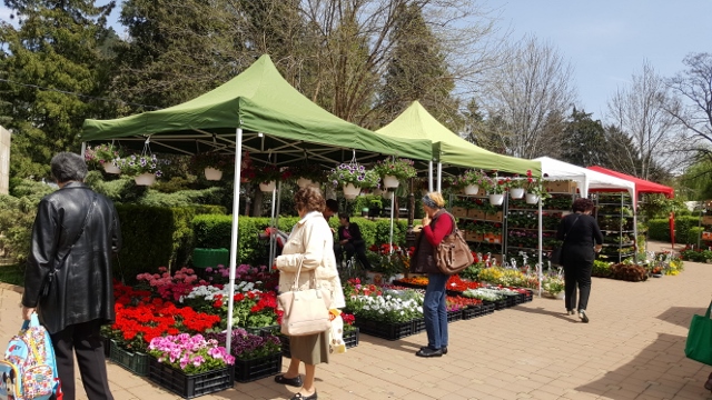 Târgul de flori de la Piatra Neamț, inaugurat pentru public, ZCH NEWS - sursa ta de informații