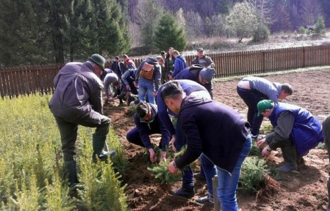 FOTO Elevii de la Forestier salvează pădurile din Neamț, ZCH NEWS - sursa ta de informații