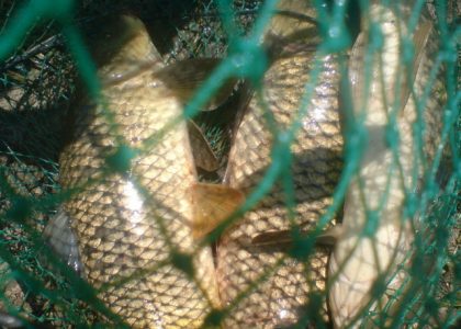 Pregătiri de Florii: la prins peşte cu ciorpacul, ZCH NEWS - sursa ta de informații