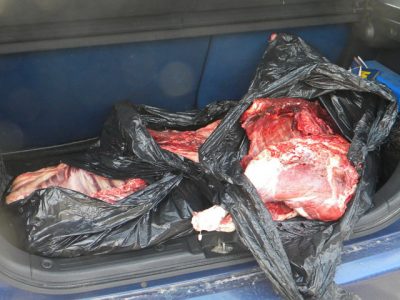 Poliţia şi DSV, în căutare de carne prin zona Târgu Neamţ!, ZCH NEWS - sursa ta de informații