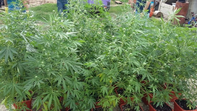 GALERIE FOTO Cannabis cultivat în subsolul casei, ZCH NEWS - sursa ta de informații