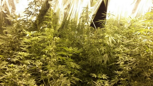 GALERIE FOTO Cannabis cultivat în subsolul casei, ZCH NEWS - sursa ta de informații