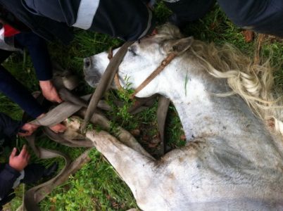 Cal salvat dintr-un puț betonat la Pildeşti, ZCH NEWS - sursa ta de informații