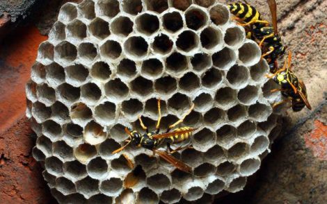 Roi de viespi ”dispersat” cu motorină, ZCH NEWS - sursa ta de informații