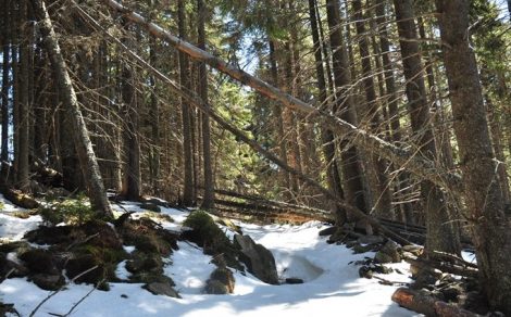 Zăpada a doborât zeci de copaci în masivul Ceahlău, ZCH NEWS - sursa ta de informații