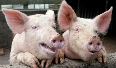 DSV Neamț garantează: ”Nu avem niciun fel de pericol cu pesta porcină”, ZCH NEWS - sursa ta de informații