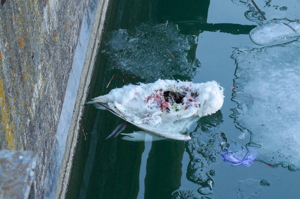 GALERIE FOTO Lebădă moartă lângă Barajul Bâtca Doamnei, ZCH NEWS - sursa ta de informații