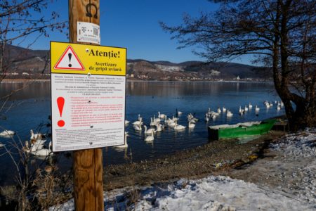 ACTUALIZARE Lebede moarte recuperate de pe Lacurile Bâtca Doamnei, Pângăraţi şi Reconstrucţia!, ZCH NEWS - sursa ta de informații