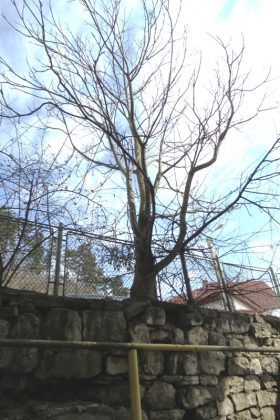 Cel mai scump copac din Piatra Neamț crește în zidul primăriei, ZCH NEWS - sursa ta de informații