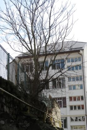 Cel mai scump copac din Piatra Neamț crește în zidul primăriei, ZCH NEWS - sursa ta de informații