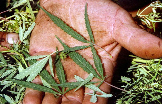 DIICOT NEAMŢ: Femeie prinsă-n flagrant cu 550 de grame de cannabis!, ZCH NEWS - sursa ta de informații