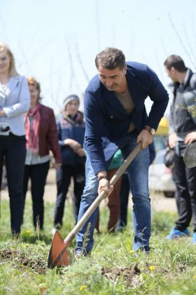 Președintele Ionel Arsene a plantat molizi la Dragomirești, ZCH NEWS - sursa ta de informații