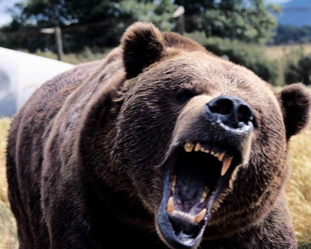 Vom afla câţi urşi, lupi şi râşi mai avem în Neamţ!, ZCH NEWS - sursa ta de informații