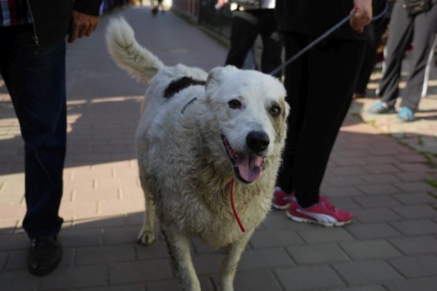 FOTO Cu 1 leu și 54 de bani, patru pompieri au salvat un câine, ZCH NEWS - sursa ta de informații
