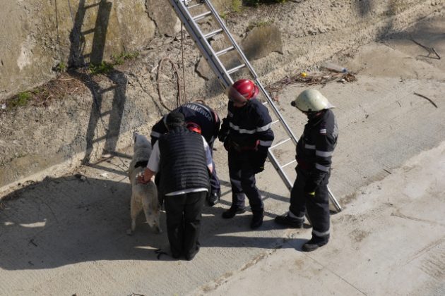 FOTO Cu 1 leu și 54 de bani, patru pompieri au salvat un câine, ZCH NEWS - sursa ta de informații