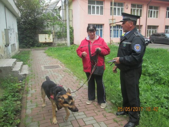 FOTO Poliţia Locală Piatra Neamţ pe urmele cerşetorilor şi stăpânilor de câini, ZCH NEWS - sursa ta de informații