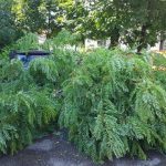 FOTO Se rup copacii la Roman, ZCH NEWS - sursa ta de informații