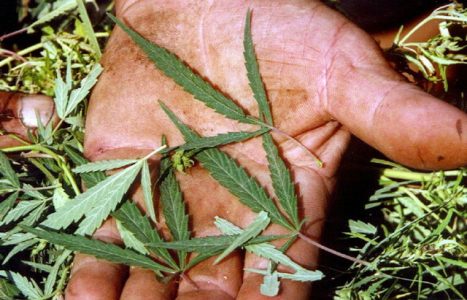 Piatra Neamţ: Cultiva cannabis în spatele casei şi-l vindea amatorilor, ZCH NEWS - sursa ta de informații