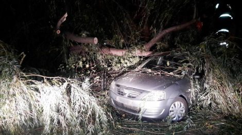 Copac căzut peste mașină la Piatra Neamț!, ZCH NEWS - sursa ta de informații