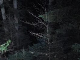 Vaslui. Un adolescent de 16 ani a murit după ce a căzut cu ATV-ul în pădure