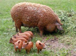Bani pentru crescătorii de porci Bazna și Mangalița: 4,6 milioane de lei pentru 2018