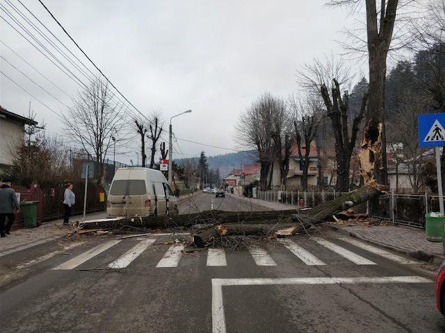 FOTO Copac căzut la Palatul Copiilor, pe trecerea de pietoni