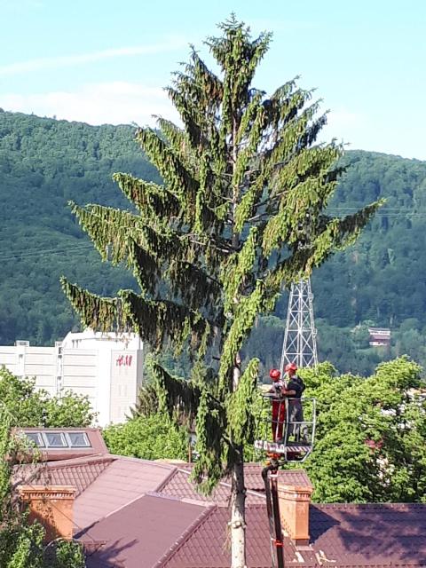 CADEEE!!! Cade copacul la Consiliul Județean Neamț, ZCH NEWS - sursa ta de informații
