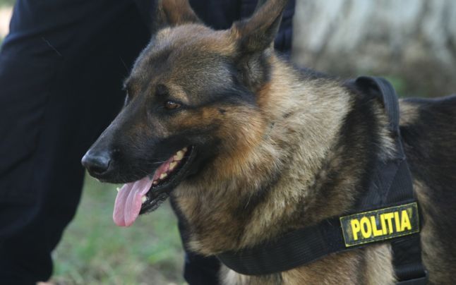 Cuțitarul de la Agapia, căutat de 30 de polițiști cu câini de urmă în Pădurea de argint, ZCH NEWS - sursa ta de informații