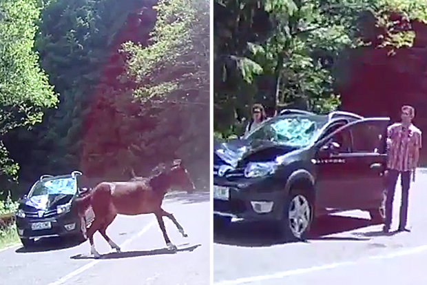 Accidente: cal omorât de mașină, șofer adormit la volan