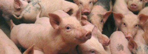Alertă: Nu se mai vând porci vii în târgurile și oboarele din Neamț!, ZCH NEWS - sursa ta de informații