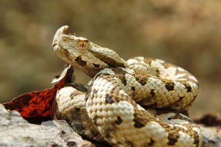 Localnic din Grințieș mușcat de șarpe, ZCH NEWS - sursa ta de informații