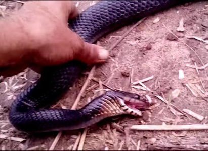 O femeie muşcată de şarpe a chemat salvarea după 10 ore, ZCH NEWS - sursa ta de informații