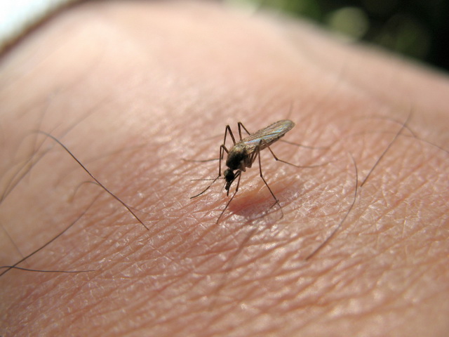 Primul caz de infecție cu West Nile confirmat de probele de laborator